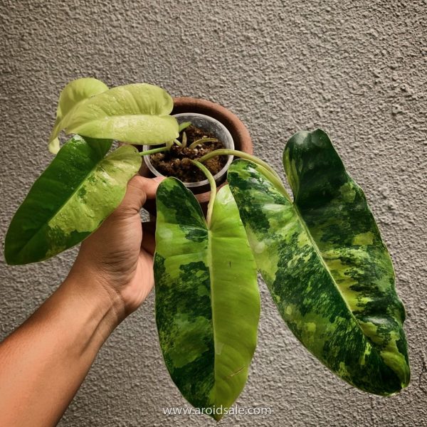 Philodendron Burle Marx Variegated for sale, buy Philodendron Burle Marx Variegated, Philodendron Burle Marx Variegated care, wholesale Philodendron Burle Marx Variegated, Philodendron Burle Marx Variegated price, Philodendron Burle Marx Variegated shop