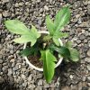 Philodendron Florida Ghost for sale, buy Philodendron Florida Ghost, Philodendron Florida Ghost care, wholesale Philodendron Florida Ghost, Philodendron Florida Ghost price, Philodendron Florida Ghost shop