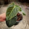 Philodendron Melanochrysum for sale, buy Philodendron Melanochrysum, Philodendron Melanochrysum care, wholesale Philodendron Melanochrysum, Philodendron Melanochrysum price, Philodendron Melanochrysum shop