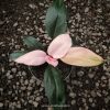 Philodendron Pink Congo for sale, buy Philodendron Pink Congo, Philodendron Pink Congo care, wholesale Philodendron Pink Congo, Philodendron Pink Congo price, Philodendron Pink Congo shop