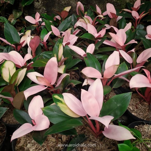Philodendron Pink Congo, plants seller, plants shop, plants store, for sale, wholesale