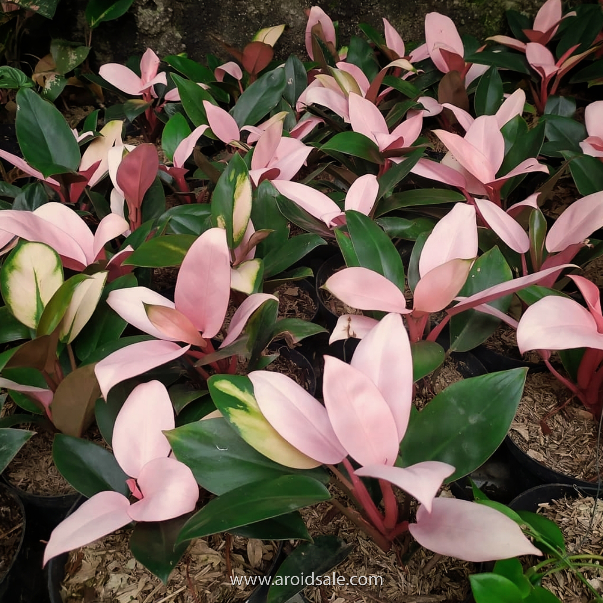 Wholesale 10 philodendron pink congo plant indoor plant with DHL & Phytosanitary 