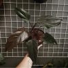 Philodendron Dark Lord for sale, buy Philodendron Dark Lord, Philodendron Dark Lord care, wholesale Philodendron Dark Lord, Philodendron Dark Lord price, Philodendron Dark Lord shop
