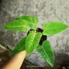 Philodendron Painted Lady for sale, buy Philodendron Painted Lady, Philodendron Painted Lady care, wholesale Philodendron Painted Lady, Philodendron Painted Lady price, Philodendron Painted Lady shop