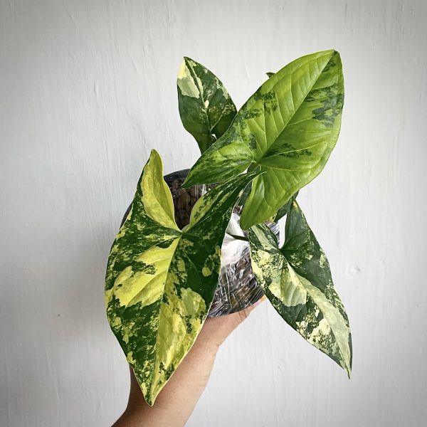 Where to buy Syngonium Yellow Variegated, Syngonium Yellow Variegated For Sale, Syngonium Yellow Variegated nursery, Syngonium Yellow Variegated near me, Syngonium Yellow Variegated garden, wholesale Syngonium Yellow Variegated, Buy Syngonium Yellow Variegated Online, Syngonium Yellow Variegated Care, Syngonium Plant Seller, Syngonium Yellow Variegated seller, Syngonium Yellow Variegated Price