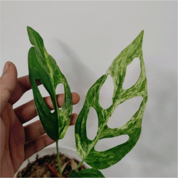 Monstera Andansonii Variegata for sale, wholesale, plants seller, plants suplier, plants shop, plants care, USA CANADA EUROPE THAILAND