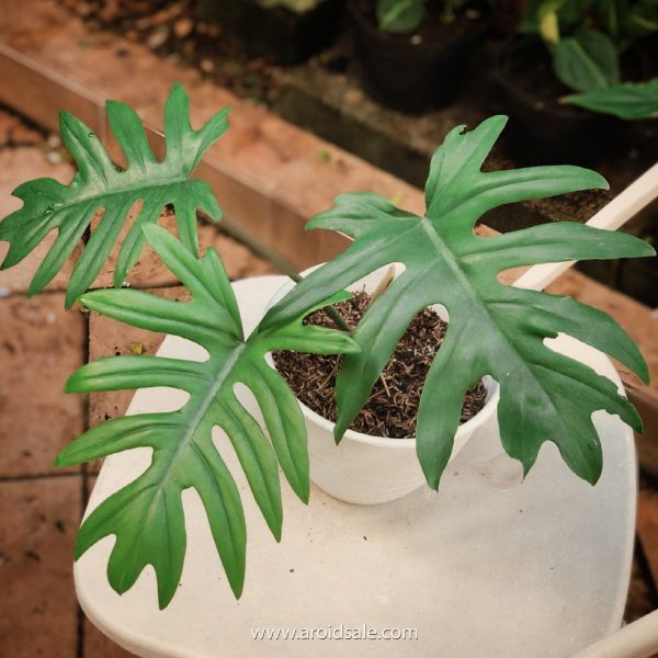 Philodendron Mayoi for sale, buy Philodendron Mayoi, Philodendron Mayoi care, wholesale Philodendron Mayoi, Philodendron Mayoi price, Philodendron Mayoi shop