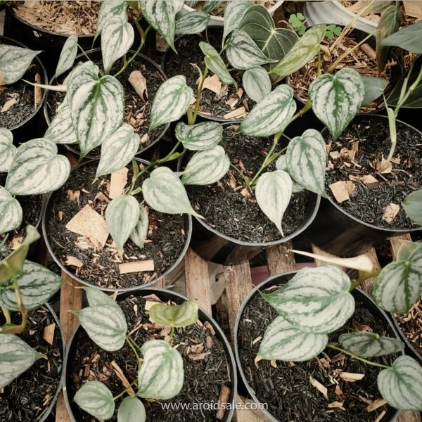 philodendron brandtianum, plants seller, plants shop, plants store, for sale, wholesale