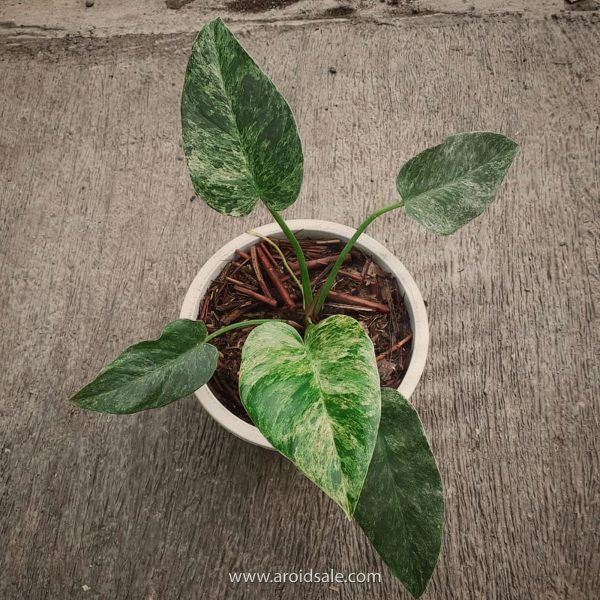 Philodendron Giganteum Variegated for sale, buy Philodendron Giganteum Variegated, Philodendron Giganteum Variegated care, wholesale Philodendron Giganteum Variegated, Philodendron Giganteum Variegated price, Philodendron Giganteum Variegated shop