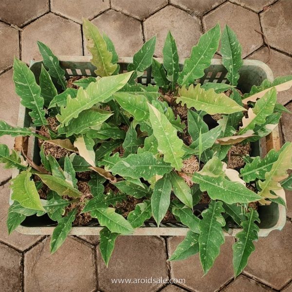 Philodendron Ring of Fire Variegated, plants seller, plants shop, plants store, for sale, wholesale