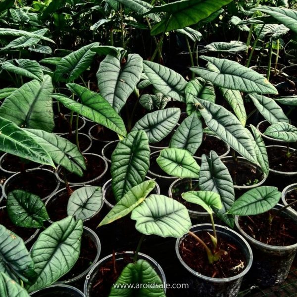 alocasia bisma, plants seller, plants shop, plants store, for sale, wholesale