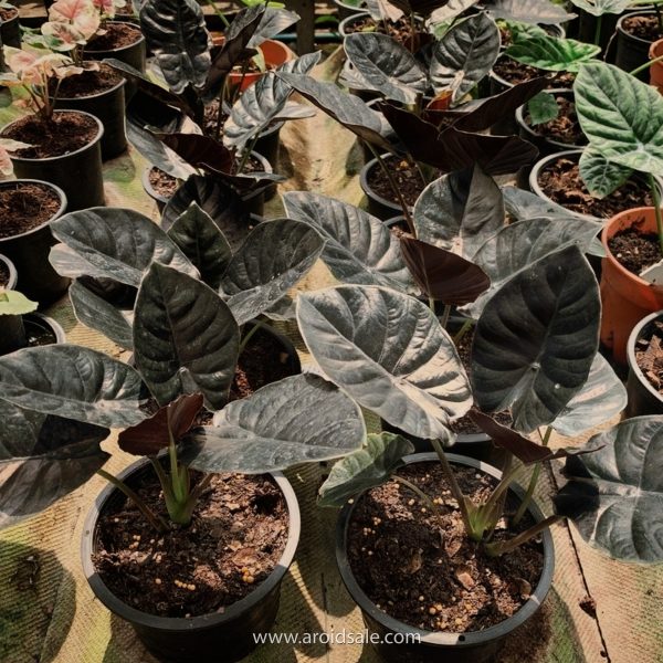 alocasia infernalis, plants seller, plants shop, plants store, for sale, wholesale