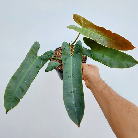 Philodendron Atabapoense for sale, buy Philodendron Atabapoense, Philodendron Atabapoense care, wholesale Philodendron Atabapoense, Philodendron Atabapoense price, Philodendron Atabapoense shop