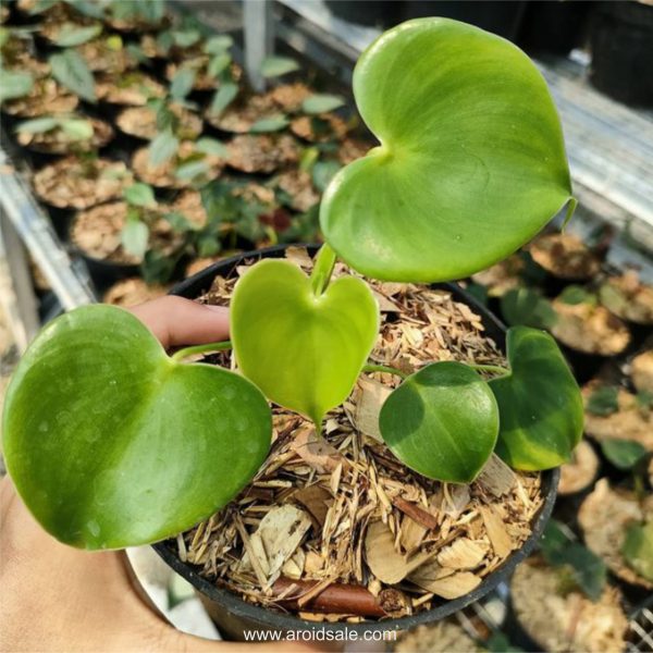 Philodendron Grazielae for sale, buy Philodendron Grazielae, Philodendron Grazielae care, wholesale Philodendron Grazielae, Philodendron Grazielae price, Philodendron Grazielae shop