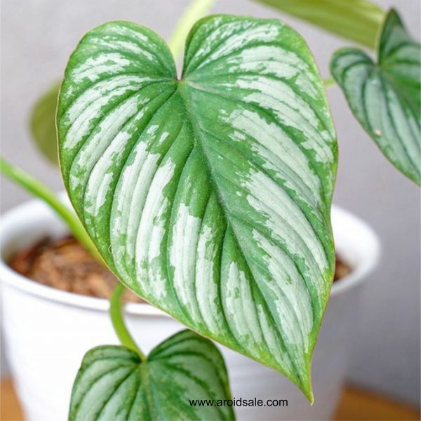 Philodendron Mamei for sale, buy Philodendron Mamei, Philodendron Mamei care, wholesale Philodendron Mamei, Philodendron Mamei price, Philodendron Mamei shop