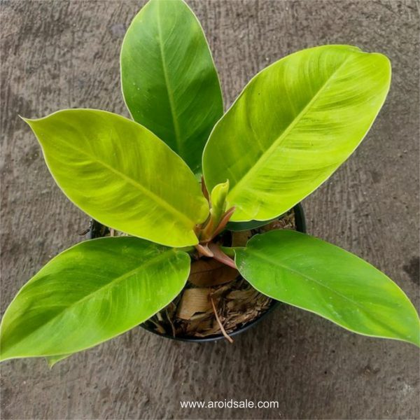 Philodendron Moonlight for sale, buy Philodendron Moonlight, Philodendron Moonlight care, wholesale Philodendron Moonlight, Philodendron Moonlight price, Philodendron Moonlight shop