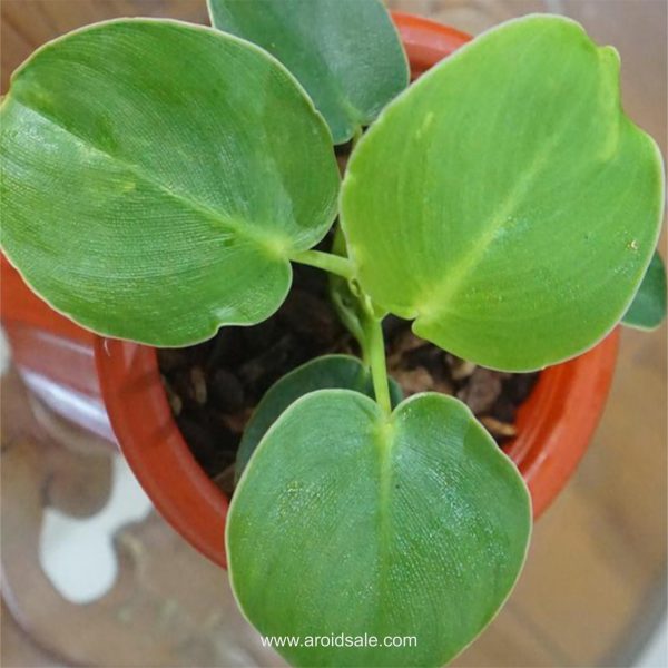 Philodendron Rugosum for sale, buy Philodendron Rugosum, Philodendron Rugosum care, wholesale Philodendron Rugosum, Philodendron Rugosum price, Philodendron Rugosum shop