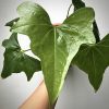 Where to buy Anthurium Pterodactyl, Anthurium Pterodactyl For Sale, Anthurium Pterodactyl nursery, Anthurium Pterodactyl near me, Anthurium Pterodactyl garden, wholesale Anthurium Pterodactyl, Buy Anthurium Pterodactyl Online, Anthurium Pterodactyl Care, Anthurium Plant Seller, Anthurium Pterodactyl seller, Anthurium Pterodactyl Price