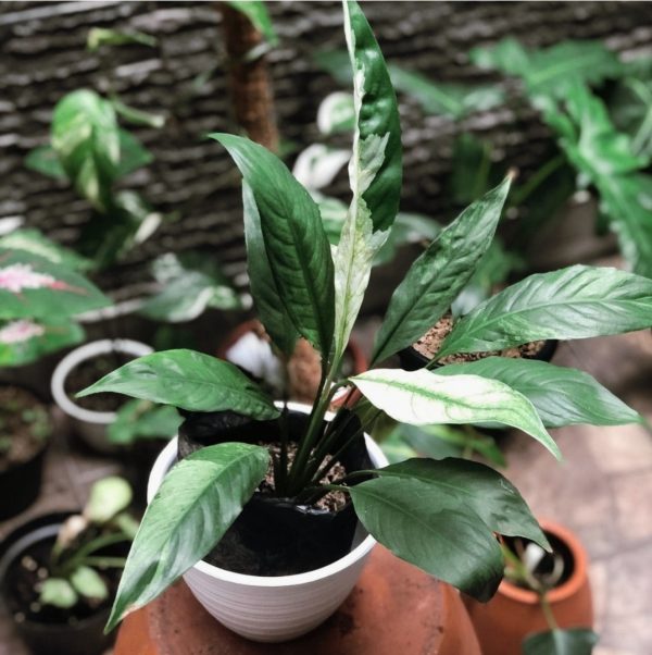 Spathiphyllum Variegated for sale, wholesale, plants seller, plants suplier, plants shop, plants care, USA CANADA EUROPE THAILAND