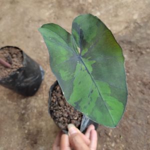 Colocasia Midnight Sp Borneo