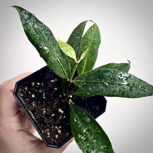 Hoya Undulata For Sale, Buy Hoya Undulata Online