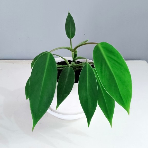 Philodendron Domesticum for sale, buy Philodendron Domesticum, Philodendron Domesticum care, wholesale Philodendron Domesticum, Philodendron Domesticum price, Philodendron Domesticum shop