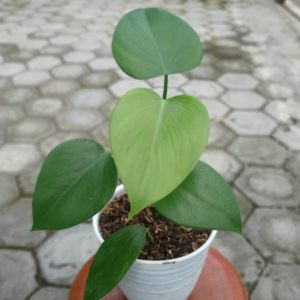 Philodendron Microstictum
