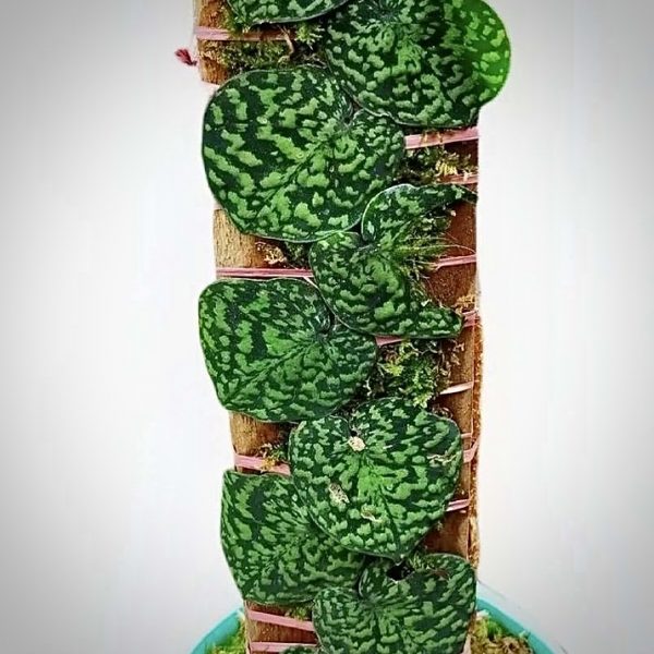 Where to buy Scindapsus Snake Scale, Scindapsus Snake Scale For Sale, Scindapsus Snake Scale nursery, Scindapsus Snake Scale near me, Scindapsus Snake Scale garden, wholesale Scindapsus Snake Scale, Buy Scindapsus Snake Scale Online, Scindapsus Snake Scale Care, Scindapsus Plant Seller, Scindapsus Snake Scale seller, Scindapsus Snake Scale Price