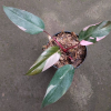 Philodendron Pink Princess for sale, buy Philodendron Pink Princess, Philodendron Pink Princess care, wholesale Philodendron Pink Princess, Philodendron Pink Princess price, Philodendron Pink Princess shop