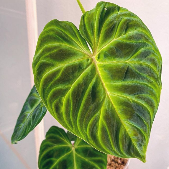 Philodendron Verrucosum for sale, buy Philodendron Verrucosum, Philodendron Verrucosum care, wholesale Philodendron Verrucosum, Philodendron Verrucosum price, Philodendron Verrucosum shop