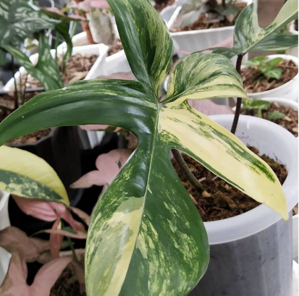 Philodendron Florida Beauty for sale, buy Philodendron Florida Beauty, Philodendron Florida Beauty care, wholesale Philodendron Florida Beauty, Philodendron Florida Beauty price, Philodendron Florida Beauty shop