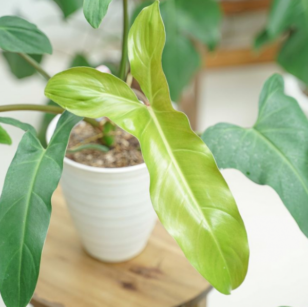 Philodendron Mexicanum for sale, buy Philodendron Mexicanum, Philodendron Mexicanum care, wholesale Philodendron Mexicanum, Philodendron Mexicanum price, Philodendron Mexicanum shop