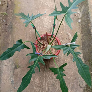 Philodendron Longilobatum