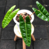 Philodendron Billietiae for sale, buy Philodendron Billietiae, Philodendron Billietiae care, wholesale Philodendron Billietiae, Philodendron Billietiae price, Philodendron Billietiae shop