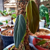 Philodendron Gigas for sale, buy Philodendron Gigas, Philodendron Gigas care, wholesale Philodendron Gigas, Philodendron Gigas price, Philodendron Gigas shop