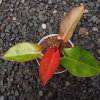 Philodendron Red Cherry for sale, buy Philodendron Red Cherry, Philodendron Red Cherry care, wholesale Philodendron Red Cherry, Philodendron Red Cherry price, Philodendron Red Cherry shop