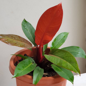 Philodendron Red Cherry