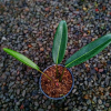 Philodendron Callosum for sale, buy Philodendron Callosum, Philodendron Callosum care, wholesale Philodendron Callosum, Philodendron Callosum price, Philodendron Callosum shop