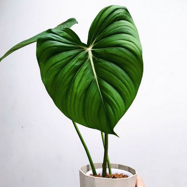 Philodendron Mcdowell for sale, buy Philodendron Mcdowell, Philodendron Mcdowell care, wholesale Philodendron Mcdowell, Philodendron Mcdowell price, Philodendron Mcdowell shop