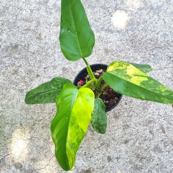 Philodendron Domesticum Variegata for sale, buy Philodendron Domesticum Variegata, Philodendron Domesticum Variegata care, wholesale Philodendron Domesticum Variegata, Philodendron Domesticum Variegata price, Philodendron Domesticum Variegata shop
