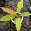 Philodendron Golden Saw for sale, buy Philodendron Golden Saw, Philodendron Golden Saw care, wholesale Philodendron Golden Saw, Philodendron Golden Saw price, Philodendron Golden Saw shop