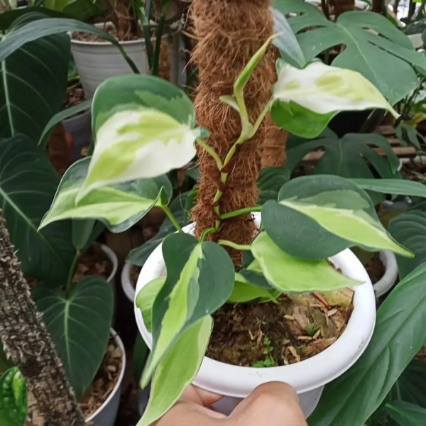 Philodendron Gabby for sale, buy Philodendron Gabby, Philodendron Gabby care, wholesale Philodendron Gabby, Philodendron Gabby price, Philodendron Gabby shop