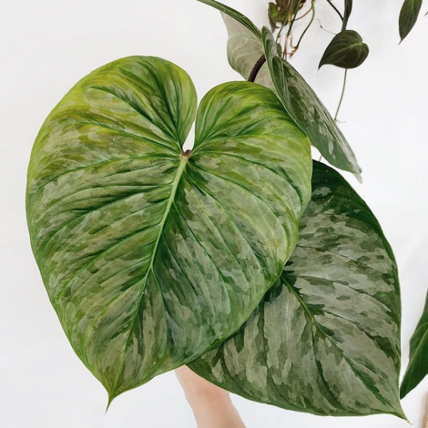 Philodendron Majestic for sale, buy Philodendron Majestic, Philodendron Majestic care, wholesale Philodendron Majestic, Philodendron Majestic price, Philodendron Majestic shop