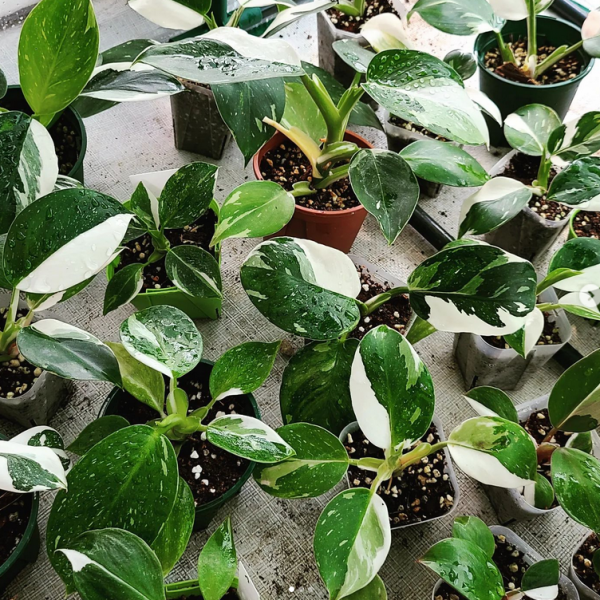 Philodendron White Wizard for sale, buy Philodendron White Wizard, Philodendron White Wizard care, wholesale Philodendron White Wizard, Philodendron White Wizard price, Philodendron White Wizard shop