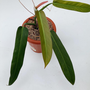 Philodendron Bicolor