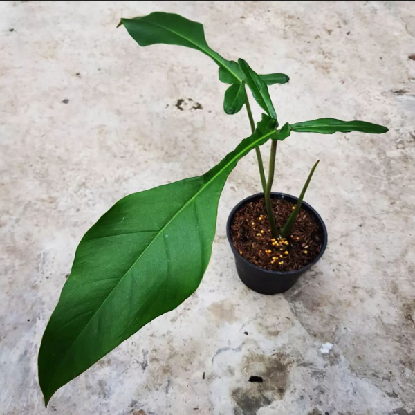 Philodendron Joepii for sale, buy Philodendron Joepii, Philodendron Joepii care, wholesale Philodendron Joepii, Philodendron Joepii price, Philodendron Joepii shop