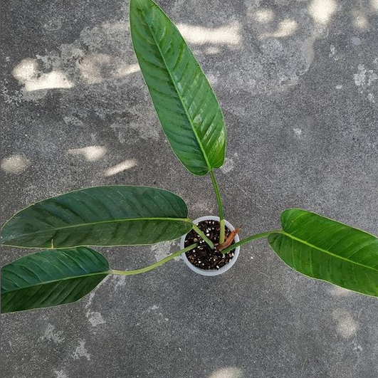 Philodendron Davidsonii for sale, buy Philodendron Davidsonii, Philodendron Davidsonii care, wholesale Philodendron Davidsonii, Philodendron Davidsonii price, Philodendron Davidsonii shop