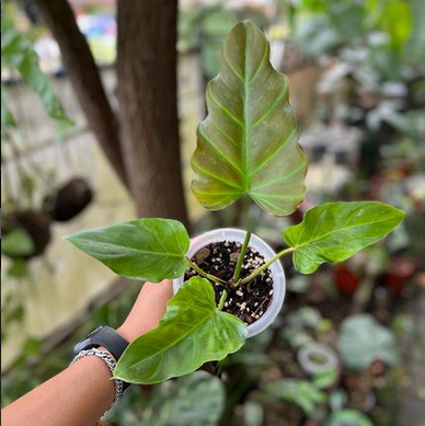 Philodendron Corsinianum for sale, buy Philodendron Corsinianum, Philodendron Corsinianum care, wholesale Philodendron Corsinianum, Philodendron Corsinianum price, Philodendron Corsinianum shop