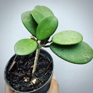 Hoya Diversifolia