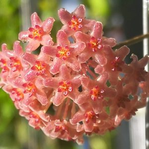 Hoya Camphorifolia